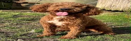 Schnoodle dogs for sale: 🐾 Adorable Schnoodle Puppies 🐾 - Advert 2