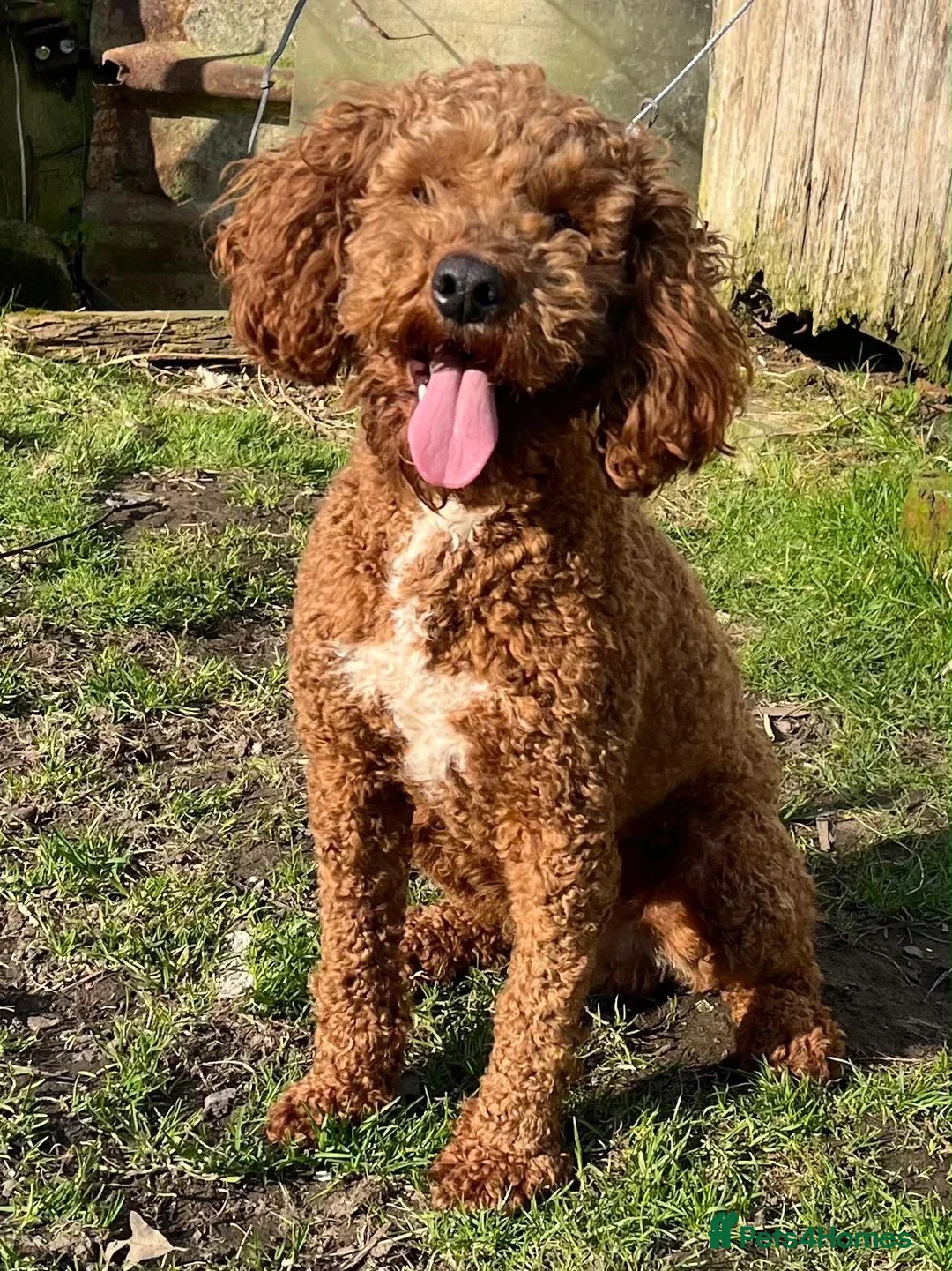 Schnoodle dogs for sale: 🐾 Adorable Schnoodle Puppies 🐾 - Advert 2