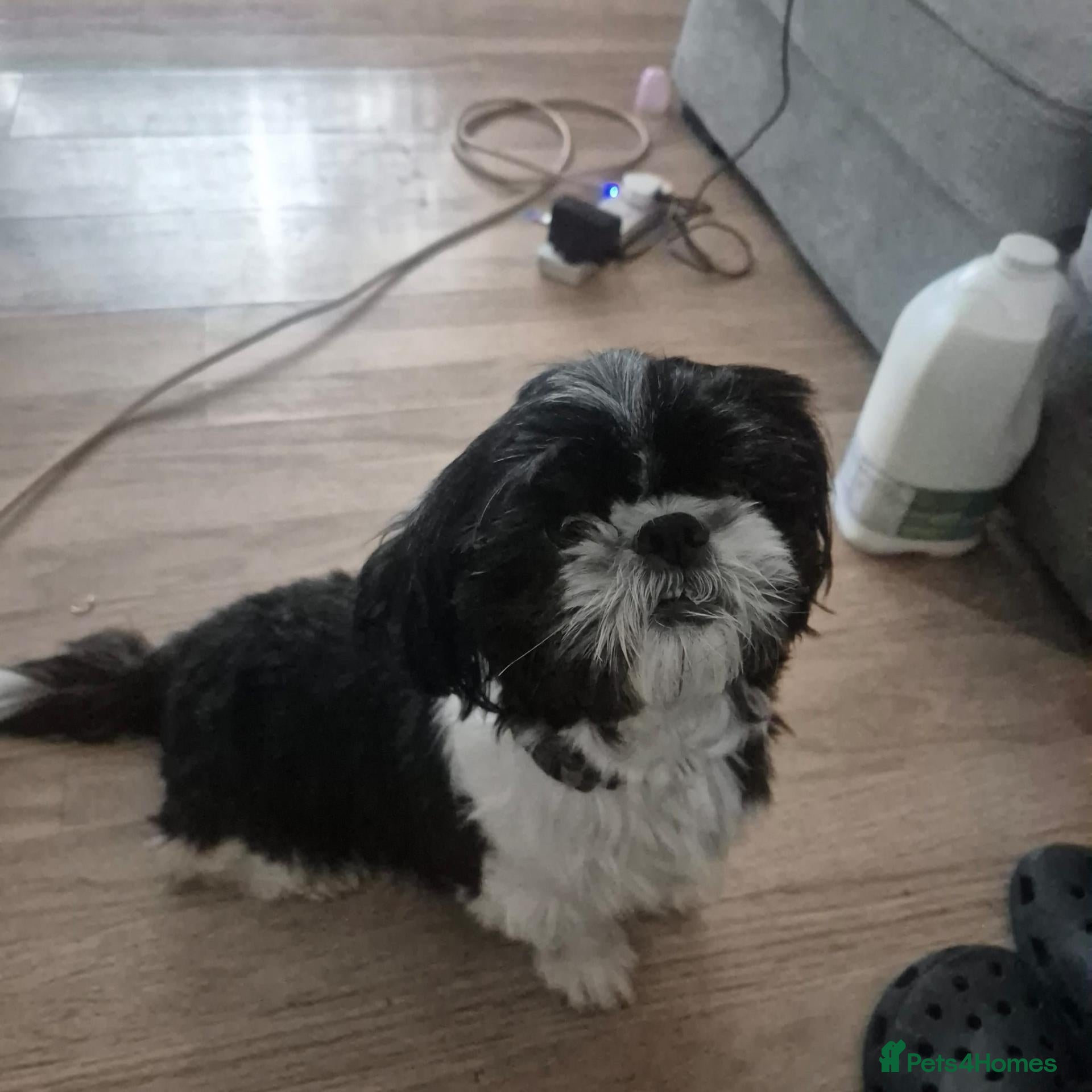 Shih Tzu dogs for sale: 7 Beautiful Shih Tzu Puppies  - Advert 8