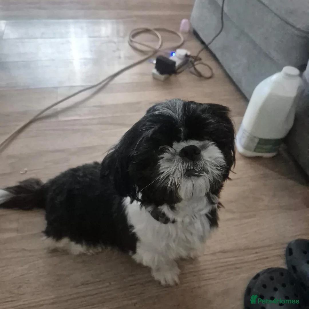 Shih Tzu dogs for sale: 7 Beautiful Shih Tzu Puppies  - Advert 1
