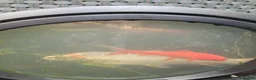 Koi Carp fish for sale: Koi carp - Advert 3