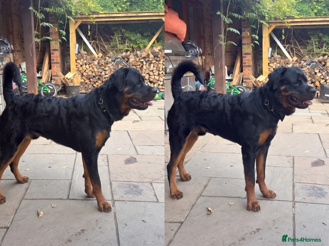 Rottweiler dogs for sale: Purebred KC Registered German Rotweiller Sire 9m in Poole - Advert 1
