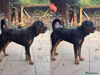 Rottweiler dogs Purebred KC Registered German Rotweiller Sire 9m - Advert 1