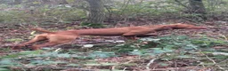 Hungarian Vizsla dogs for sale: Stunning KC registered Hungarian Vizsla Puppies  - Advert 10