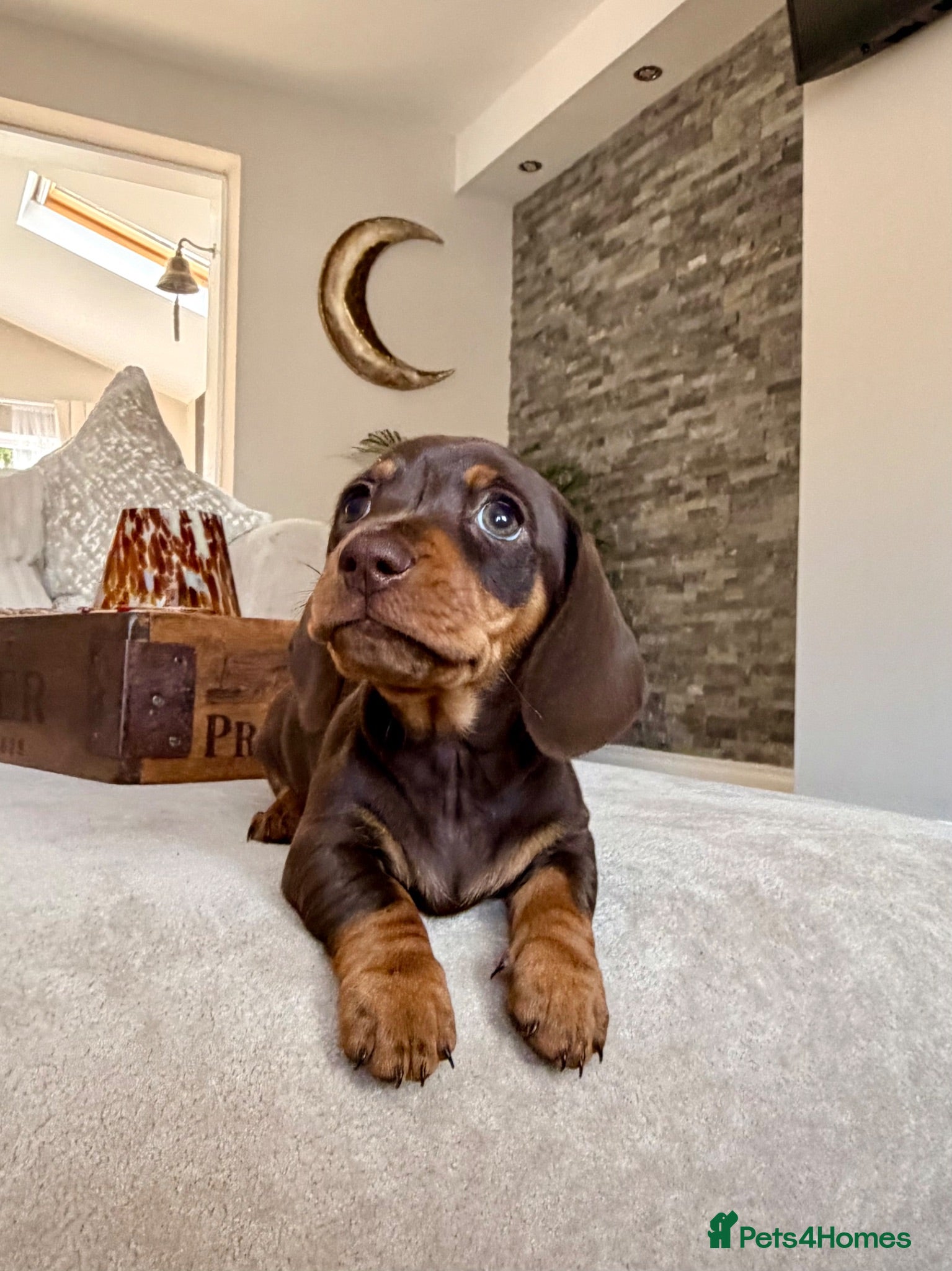Miniature Dachshund dogs OUTSTANDING SMOOTH MINIATURE DACHSHUND PUPS  - Advert 1