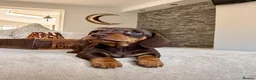 Miniature Dachshund dogs for sale: OUTSTANDING SMOOTH MINIATURE DACHSHUND PUPS  - Advert 9