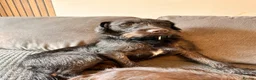 Patterjack dogs for sale: Patterjack Male - Advert 7