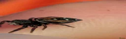 Spiders invertebrates for sale: Phiddipus carneus  - Advert 6