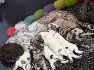 Cocker Spaniel dogs Cocker pups - Advert 9