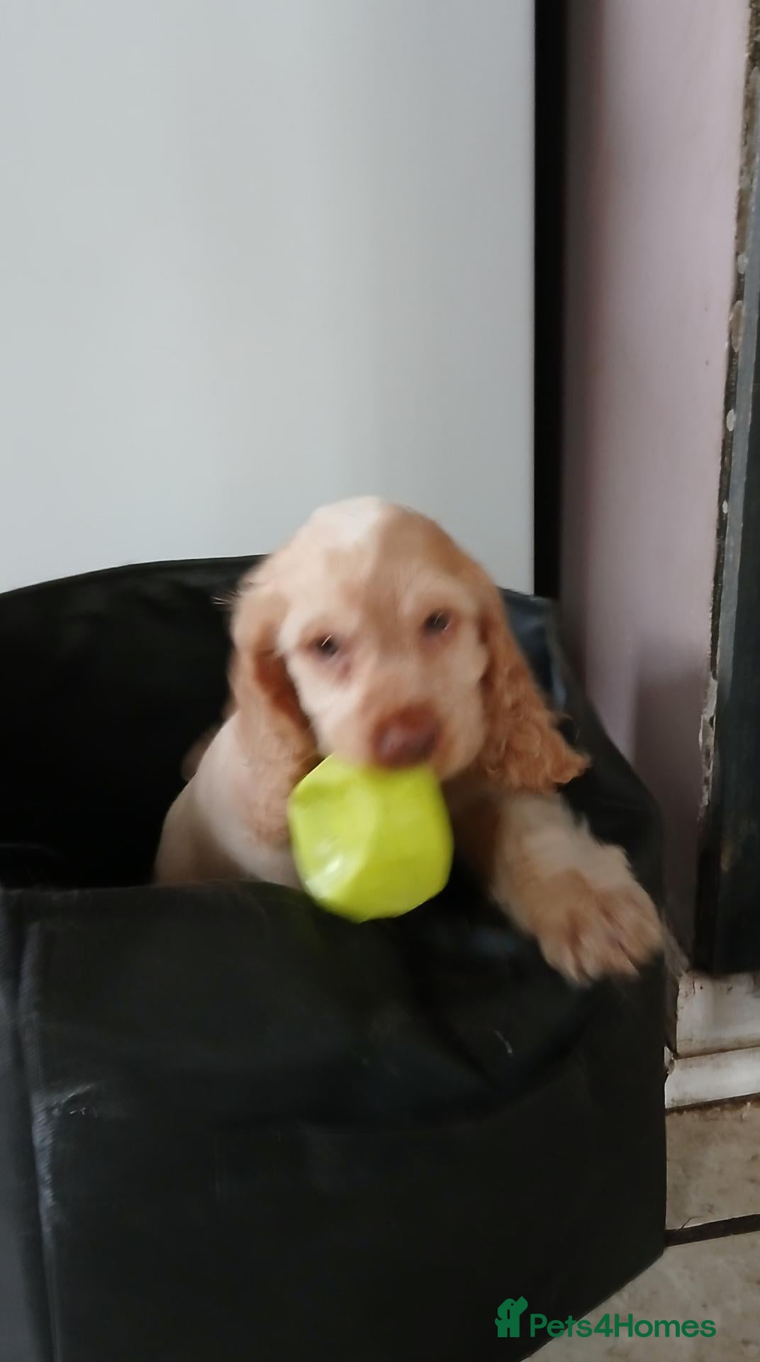 Cocker Spaniel dogs 1 boy remaining. Show type KC reg cocker spaniel. - Advert 1