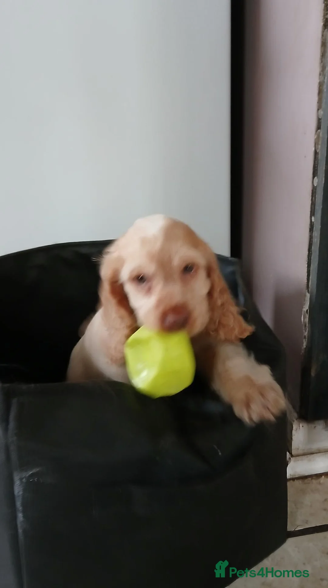 Cocker Spaniel dogs for sale: 1 boy remaining. Show type KC reg cocker spaniel. - Advert 1