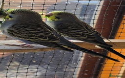 Budgerigars birds for sale: Yellow Lutino budgies. - Image 15