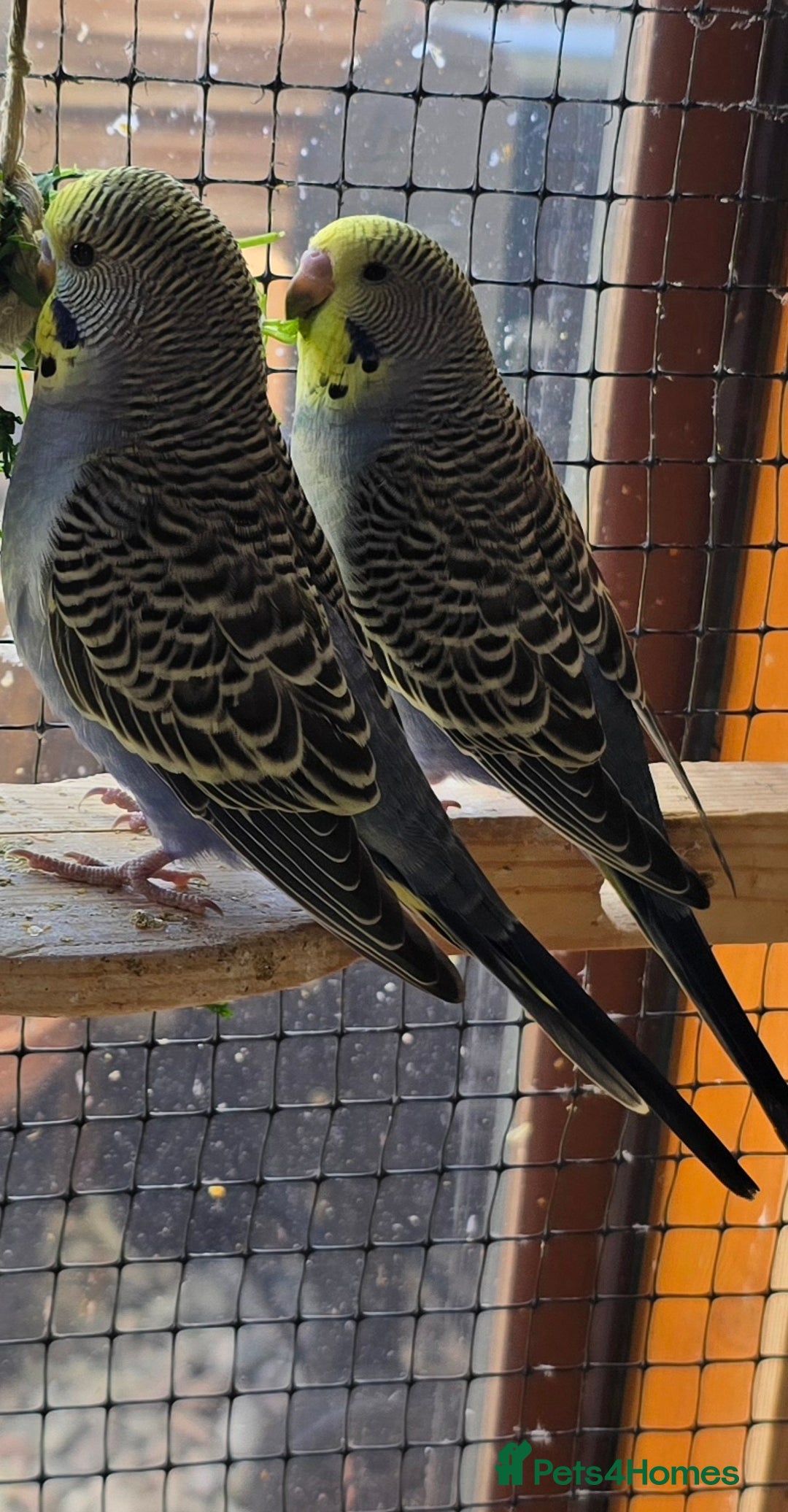 Budgerigars birds for sale: Yellow Lutino budgies. - Image 15