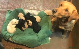 Labrador Retriever dogs for sale: Beautiful Black/yellow/foxred puppies! - Image 15