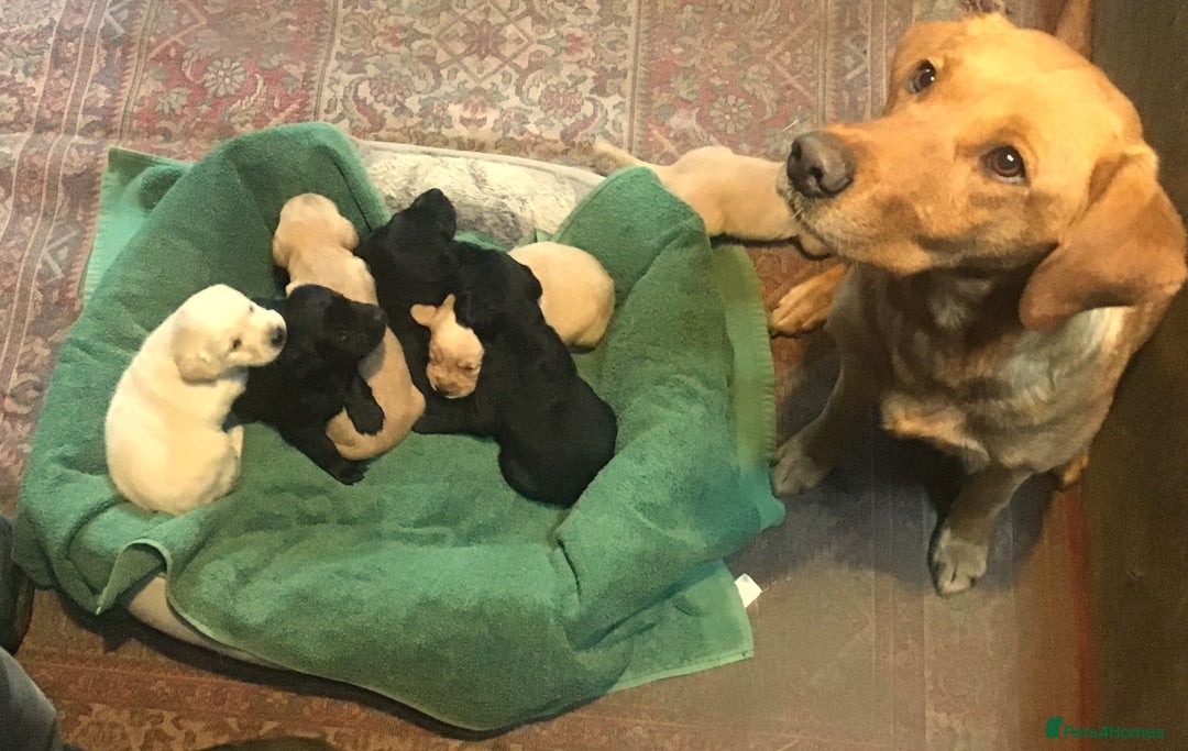 Labrador Retriever dogs for sale: Beautiful Black/yellow/foxred puppies! - Image 15