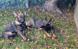 German Shepherd dogs for sale: German Shepherd puppies  - Image 6