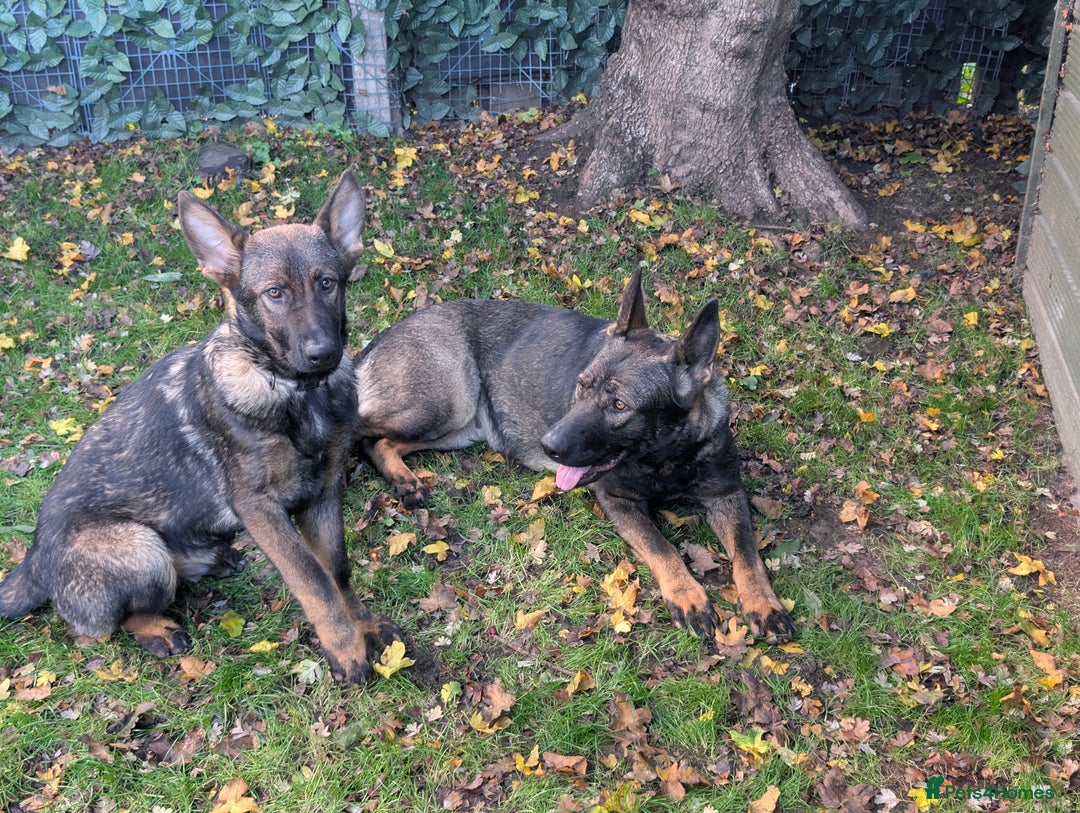 German Shepherd dogs for sale: German Shepherd puppies  - Image 6