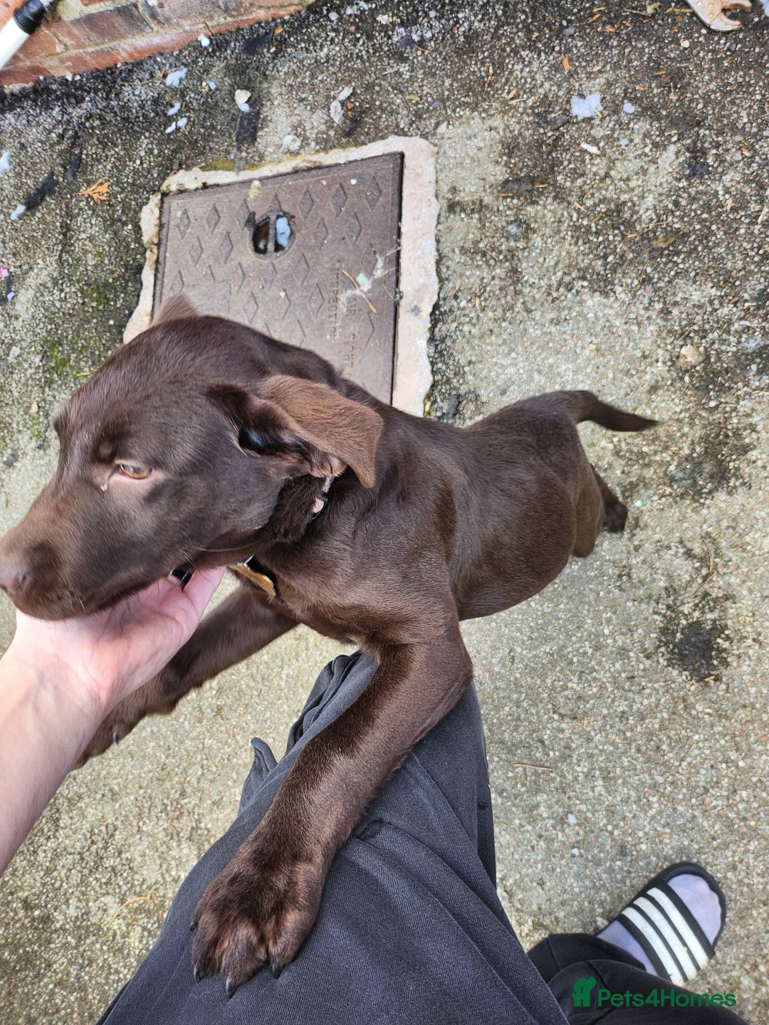 Labrador Retriever dogs for sale: Chocolate lab - Advert 3