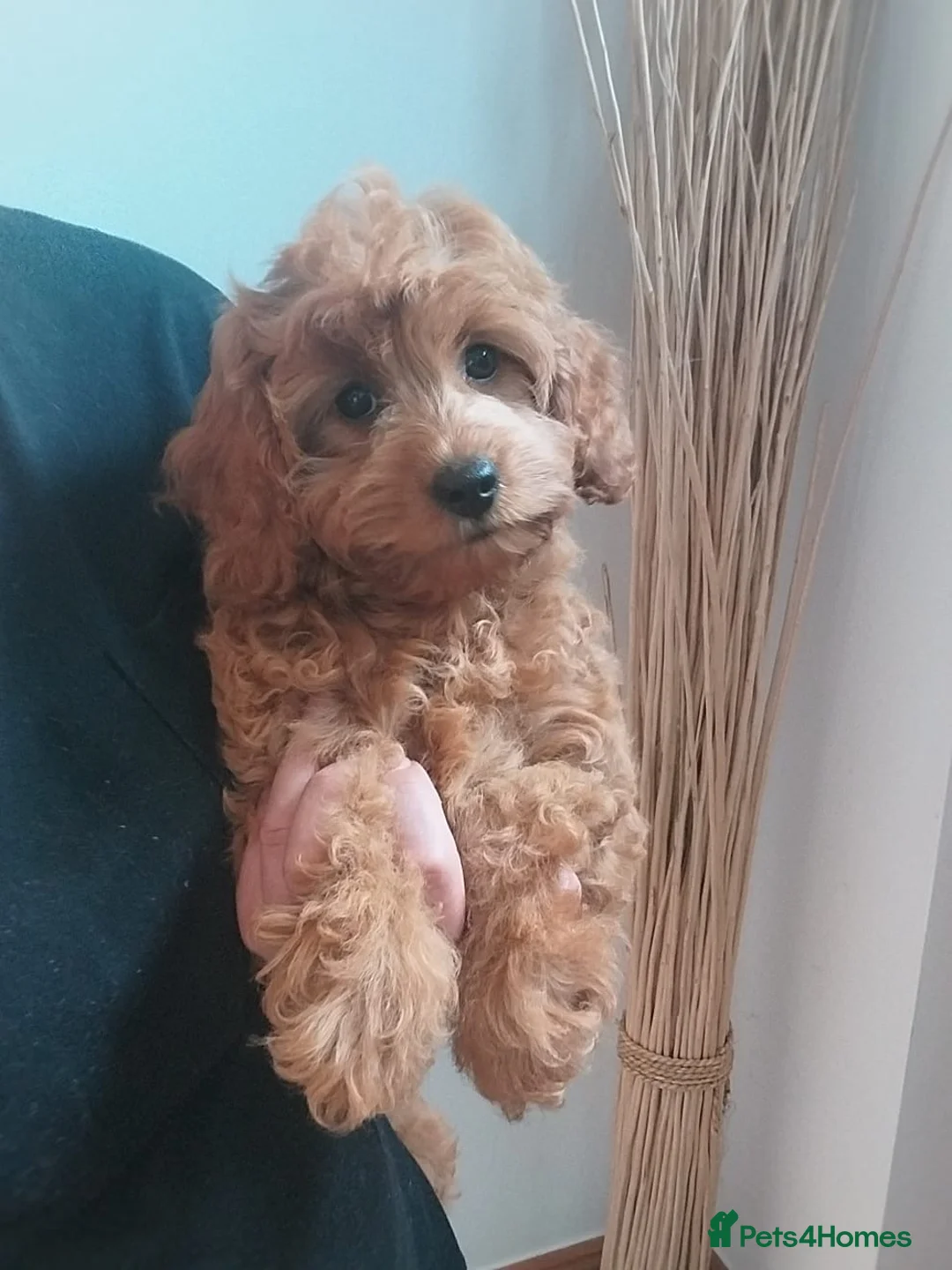 Cavapoochon dogs for sale: Ready Now/ Beautiful Cavapoochons-fully vaccinated in Lutterworth - Advert 1