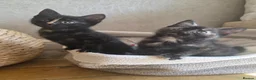 Mixed Breed cats for sale: Adorable Kittens. GINGER FEMALES - Advert 14