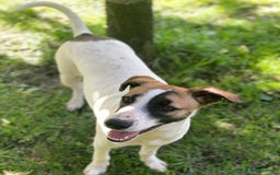 Mixed Breed dogs for adoption: 💖🐶 ZAYKA 🐶💖 - Image 8