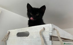 Domestic Shorthair cats for sale: 4 black and white kittens  - Image 4