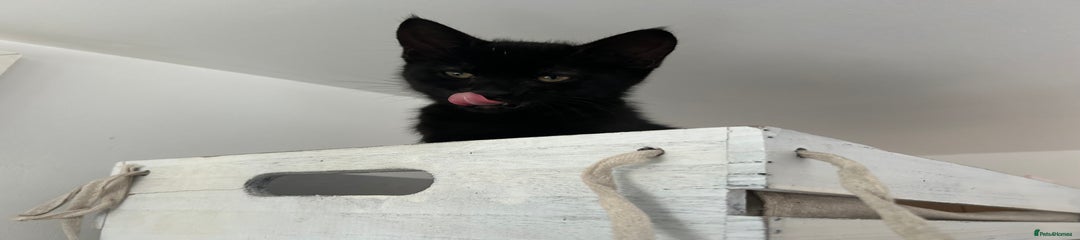 Domestic Shorthair Kitten 1