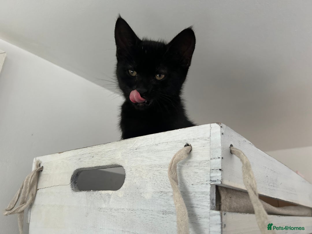 Domestic Shorthair cats for sale: 4 black and white kittens  - Image 4