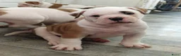 Alapaha Blue Blood Bulldog dogs for sale: Stunning Male IABBR Alapaha puppies - Advert 16