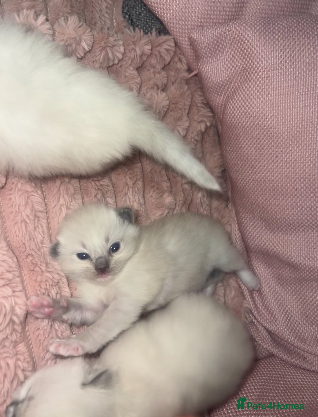 Ragdoll cats for sale: Purebred blue point ragdoll kittens  - Advert 2