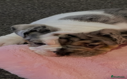 English Bulldog dogs for sale: We have 3 beautiful Bulldog girls  - Image 12