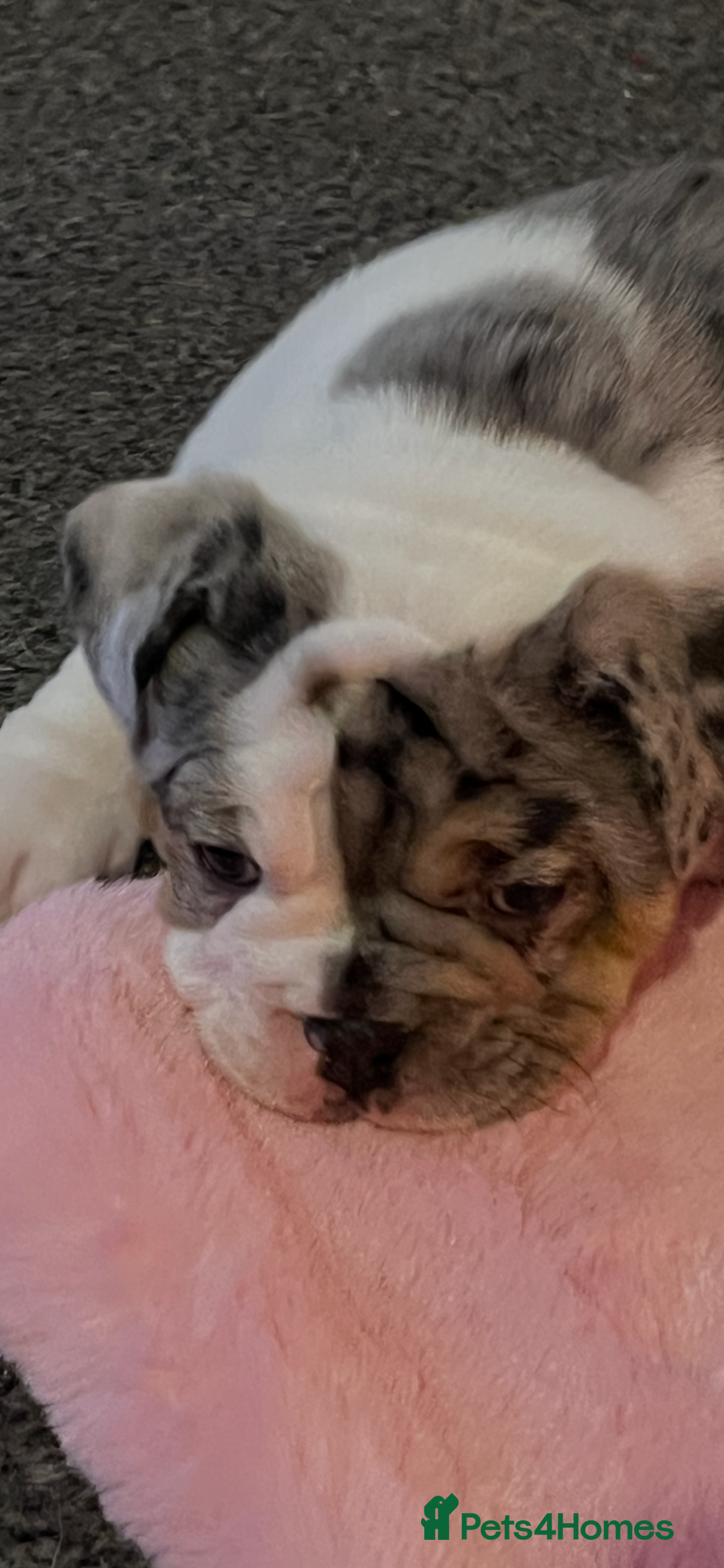 English Bulldog dogs for sale: We have 3 beautiful Bulldog girls  - Image 12