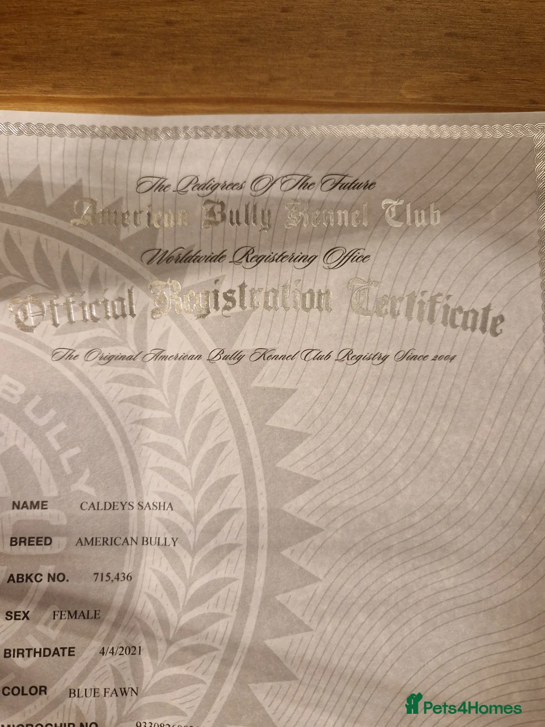 American Bully dogs for sale: 4 year old pocket bulldog bitch - Advert 2