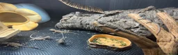 Bearded Dragon reptiles for sale: Baby Bearded Dragons  in Didcot - Advert 11