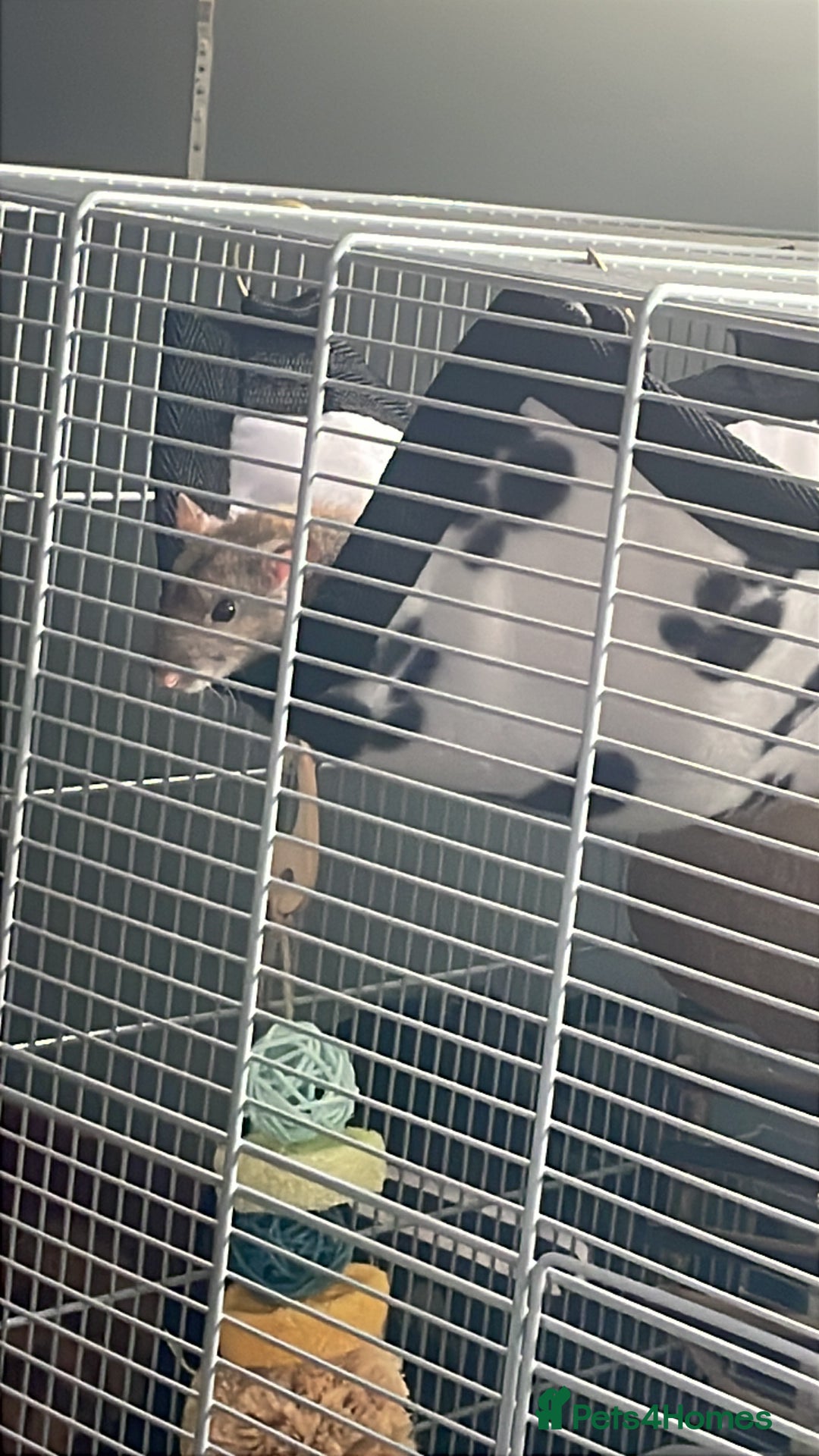 Rat rodents for sale: 2 gorgeous fancy rats- open to offers - Image 4