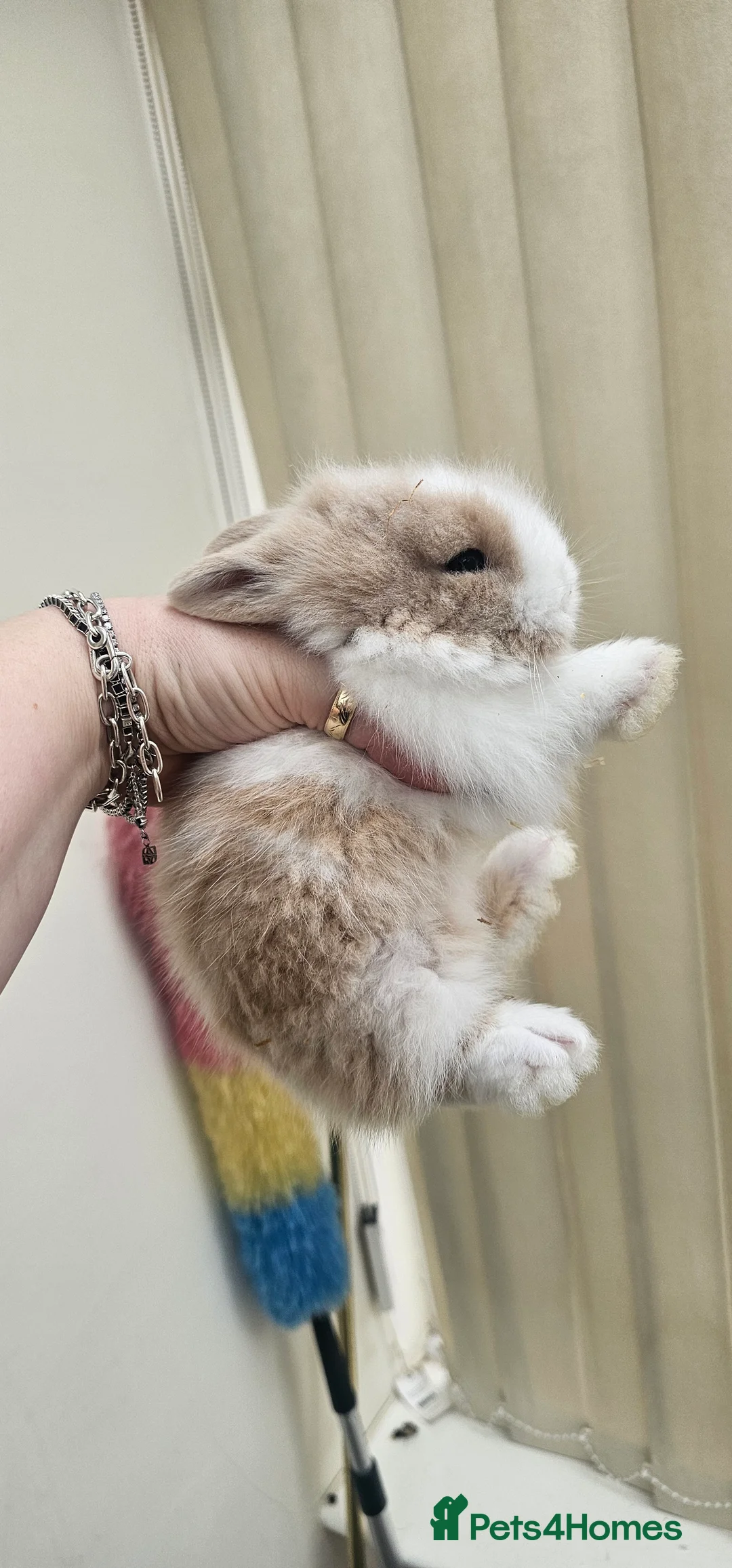 Dwarf Lop rabbits for sale:  2 Baby dwarf lionhead bunnies for sale  - Advert 4