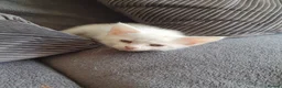 Mixed Breed cats for sale: Adorable white kittens  - Advert 2