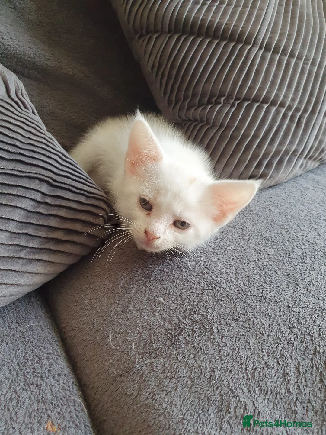 Mixed Breed cats for sale: Adorable white kittens  - Advert 2