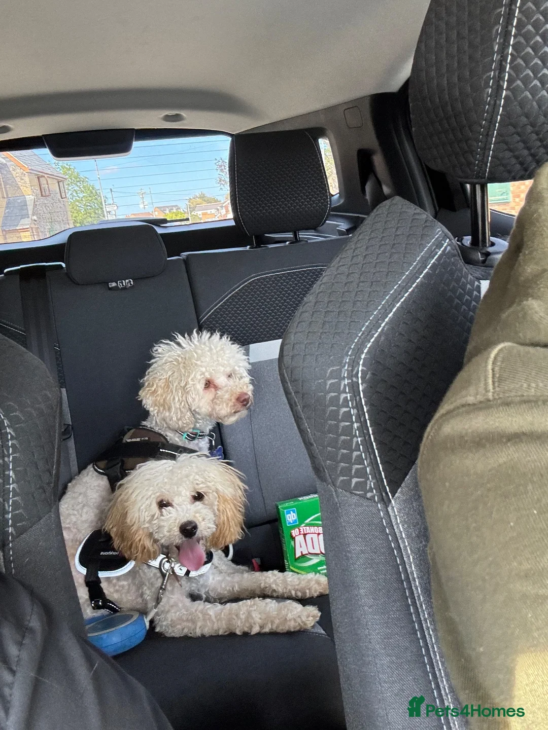 Miniature Poodle dogs for sale: Female Poodle - Advert 6