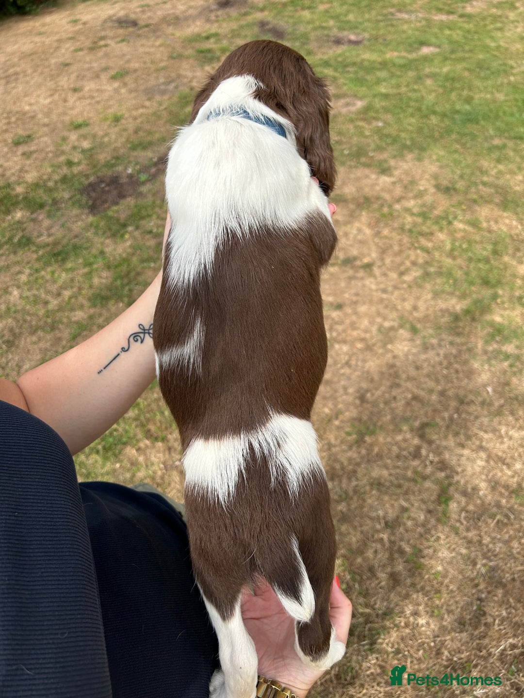 English Springer Spaniel dogs for sale: KC Working Springer Spaniel Puppies - Image 11