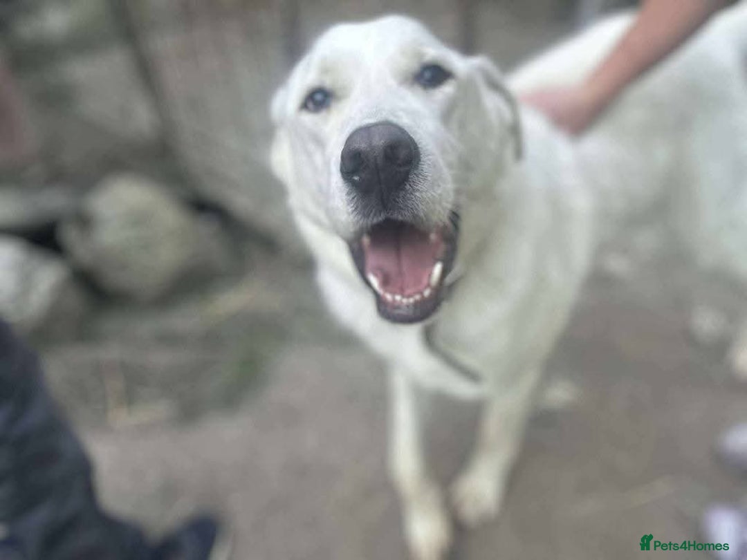 Mixed Breed dogs for adoption: Meet Lucky, currently residing in Aberdeen - Advert 9