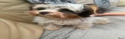 Biewer Terrier dogs for sale: Stunning girl - Advert 1