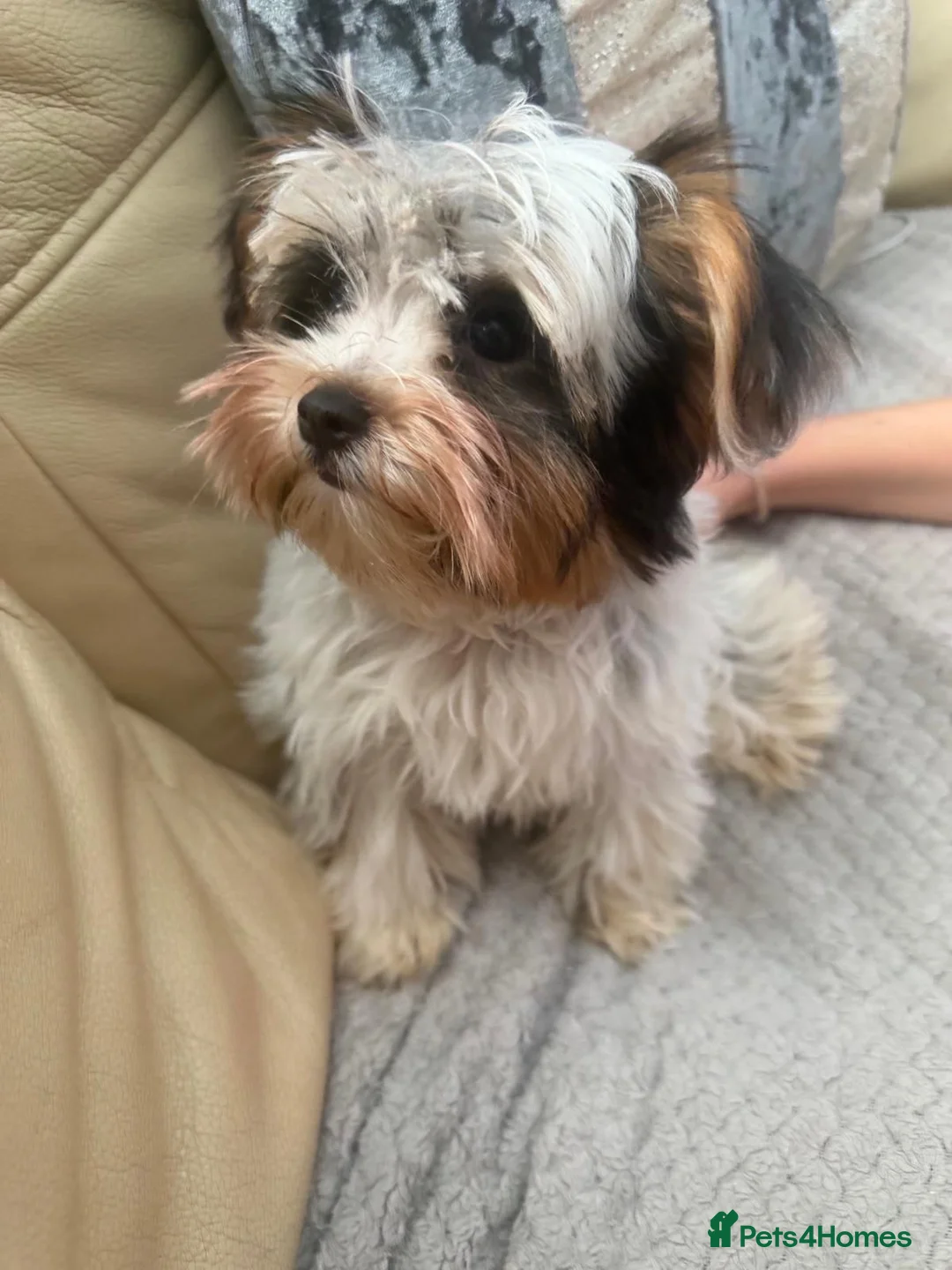 Biewer Terrier dogs for sale: Stunning girl - Advert 1