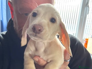 Miniature Dachshund dogs - Advert 6