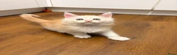 Maine Coon cats for sale: ✨🐾 MEET YOUR FUTURE MAINE COON COMPANION 🐾✨ - Advert 23