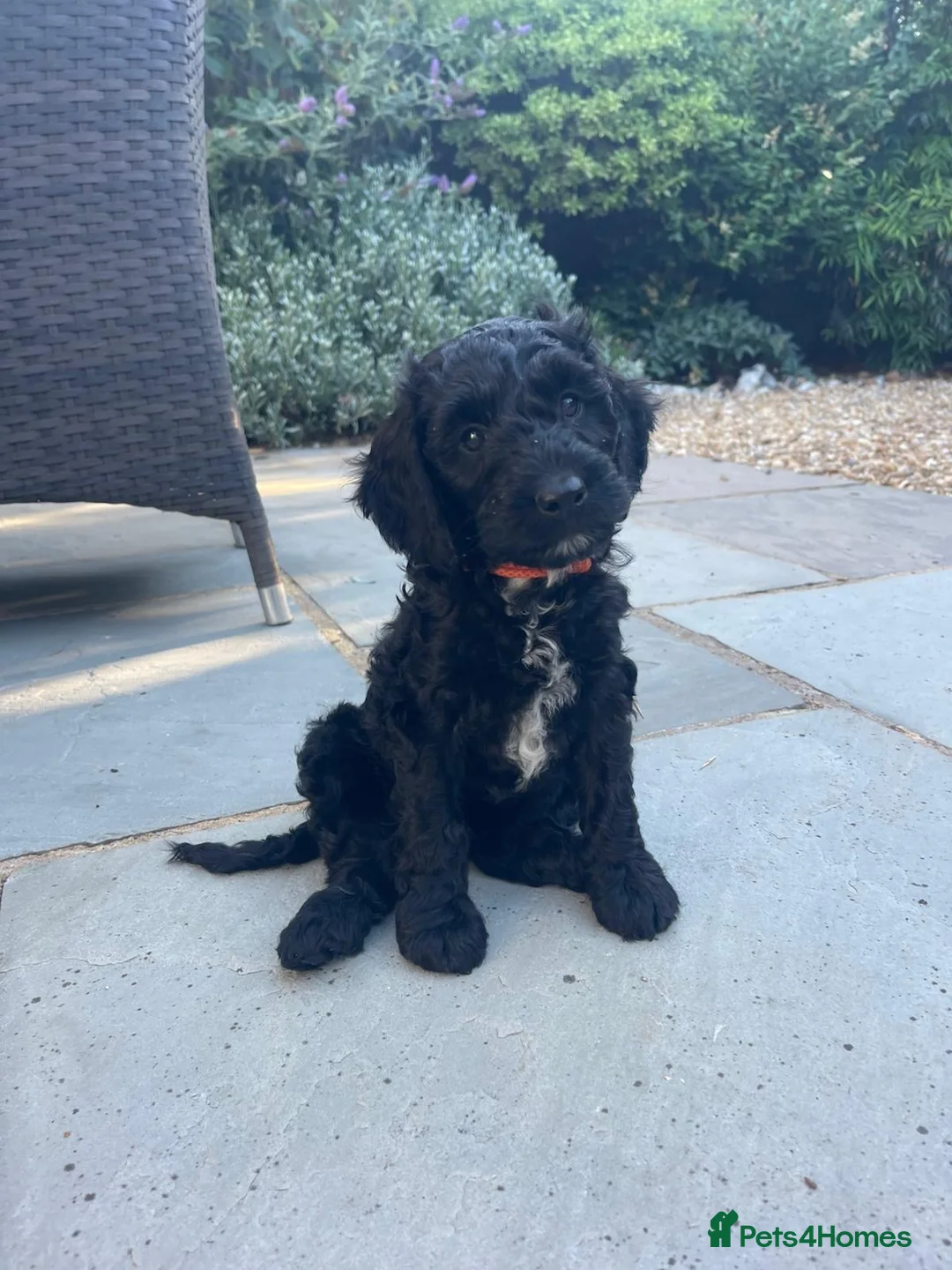 Cockapoo dogs for sale: F1 cockapoo pups Last 2 boys available  - Advert 1