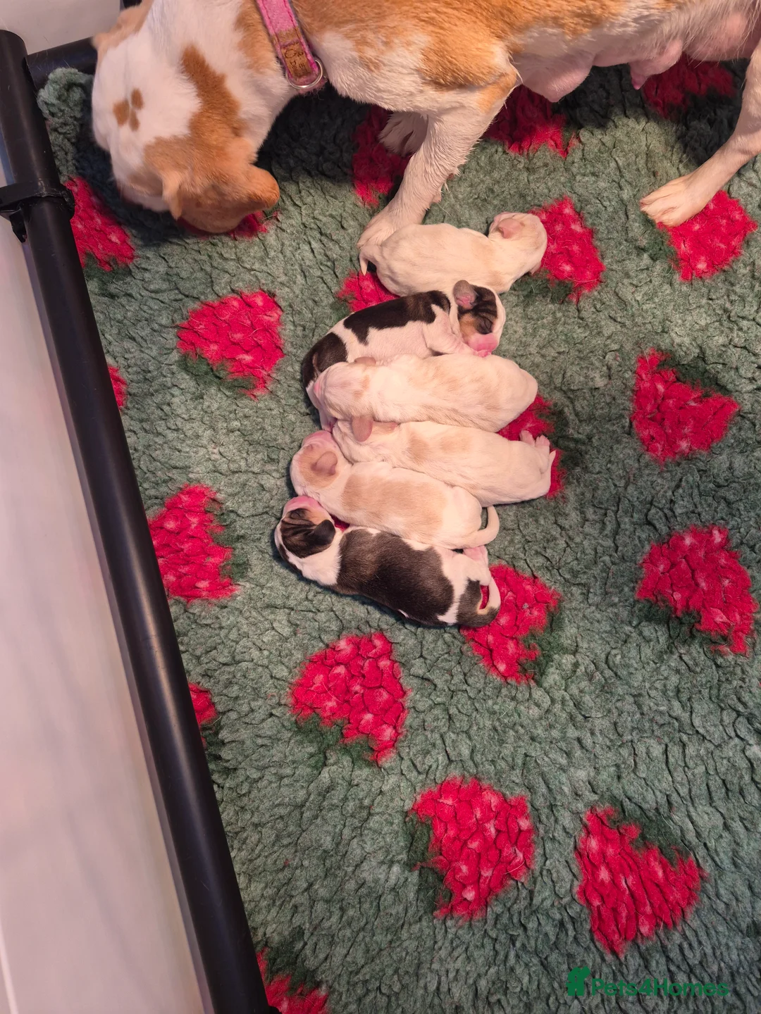 Beagle dogs for sale:  KC REGISTERED BEAGLE PUPPIES  - Advert 2