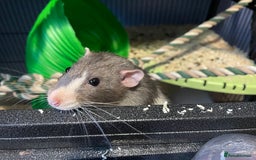 Rat rodents for sale: Two beautiful male rats  - Image 2