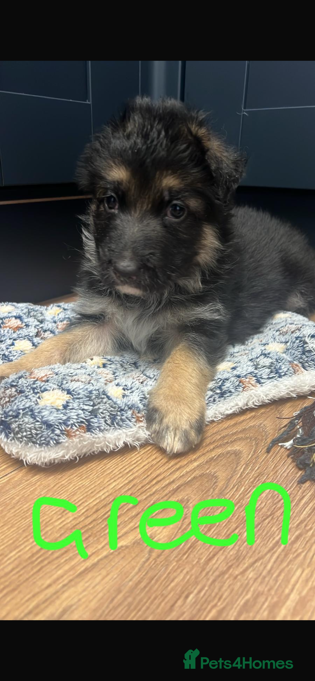 German Shepherd dogs for sale: German shepherd puppies  - Advert 6