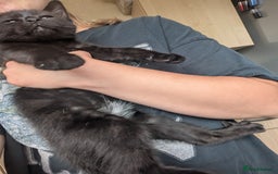 British Longhair cats for sale: 2 mixed British long hair boys - Image 4